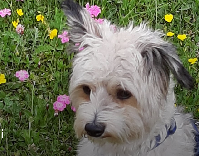 HundBenji_findedeinebalance_RoswithaAspalter